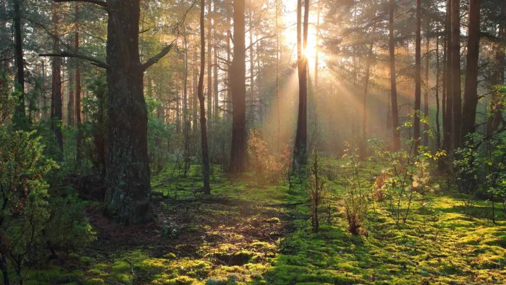 Forêt paisible éclairée par des rayons de soleil