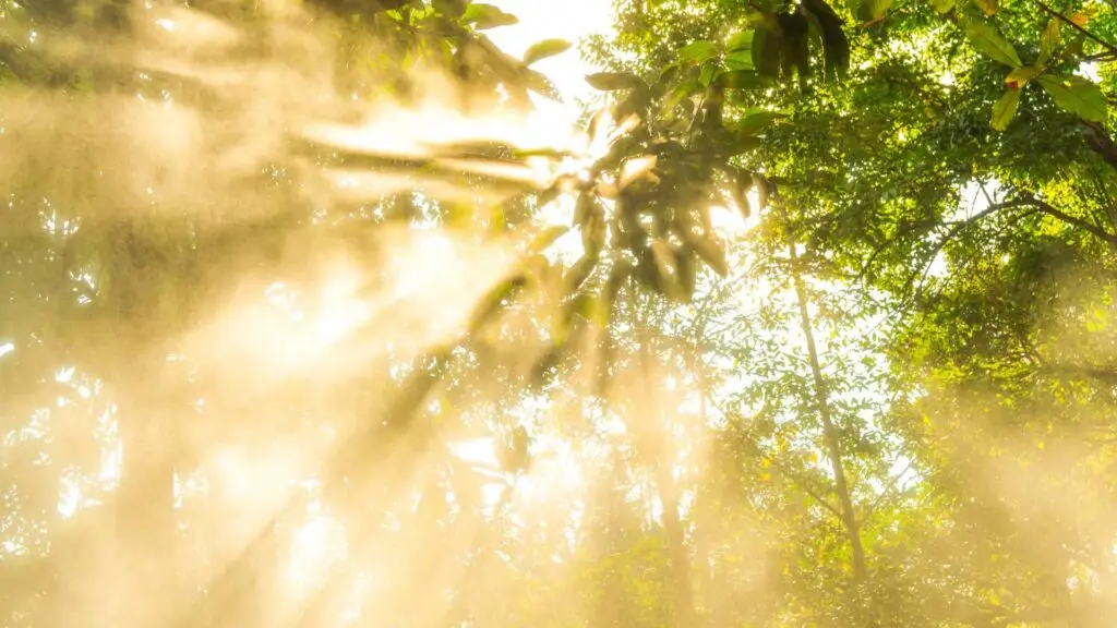 Rayons de soleil passant à travers les feuilles