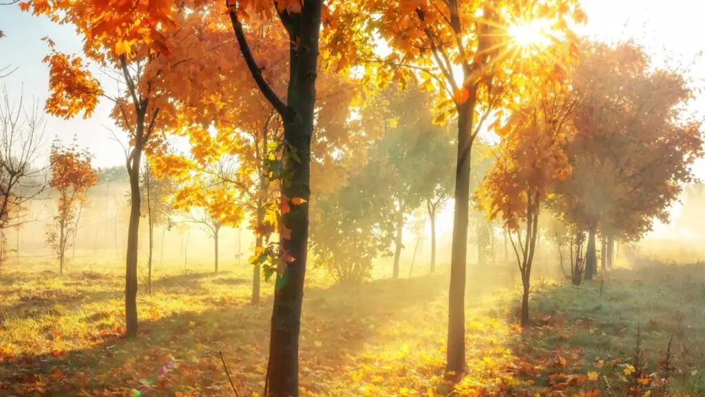 Paysage d'automne au lever du soleil