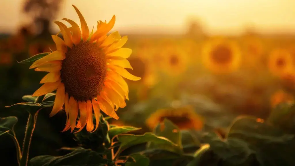 Tournesol au coucher du soleil