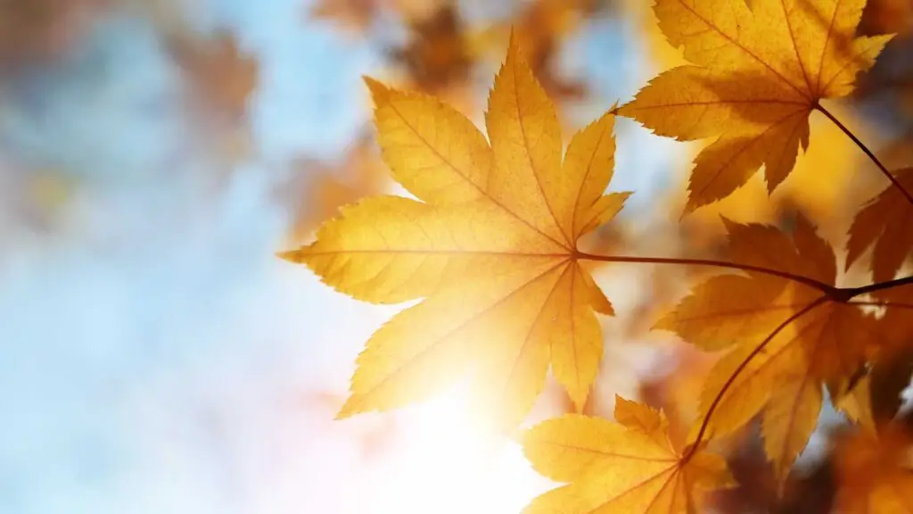 Feuilles d'automne au soleil