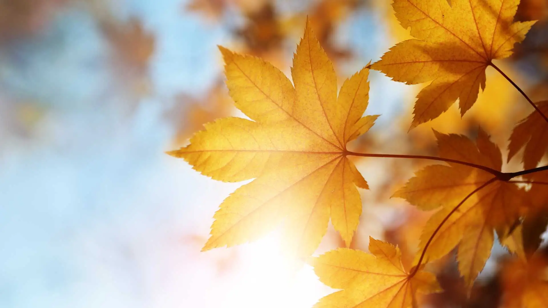 Feuilles d'automne au soleil