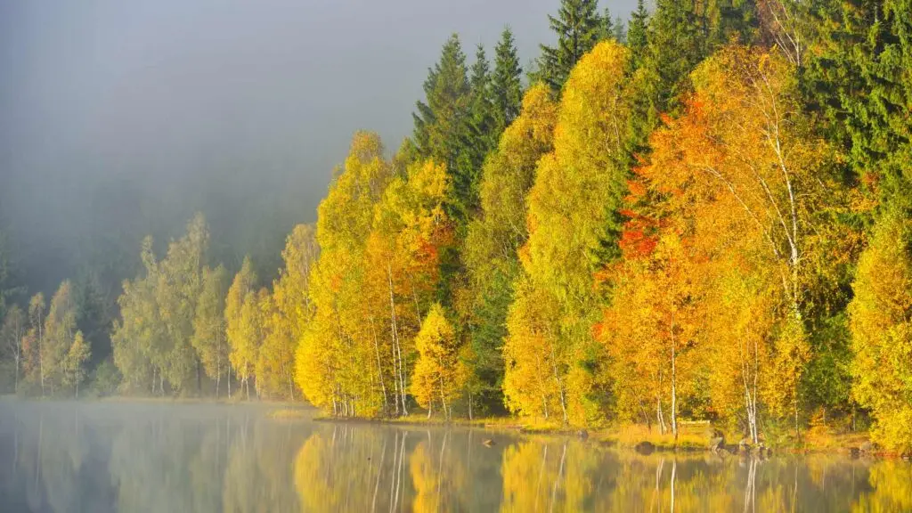 lac embrumé en automne au soleil