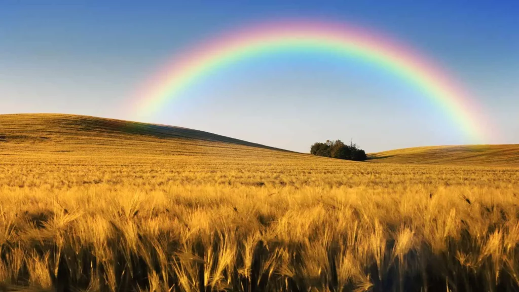 Champs de blé surmonté par un arc-en-ciel
