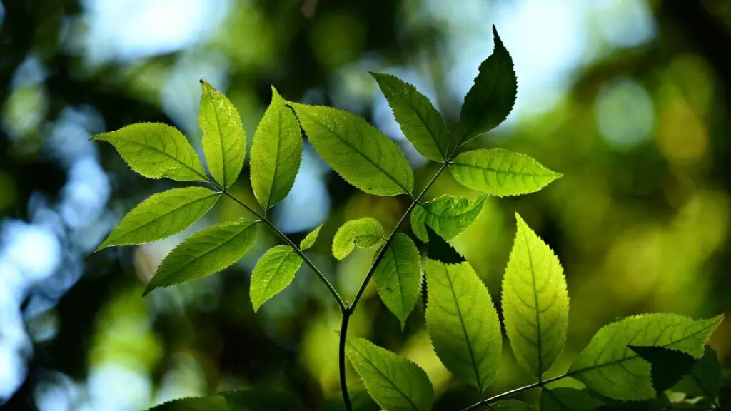 Feuilles vertes baignées de lumière